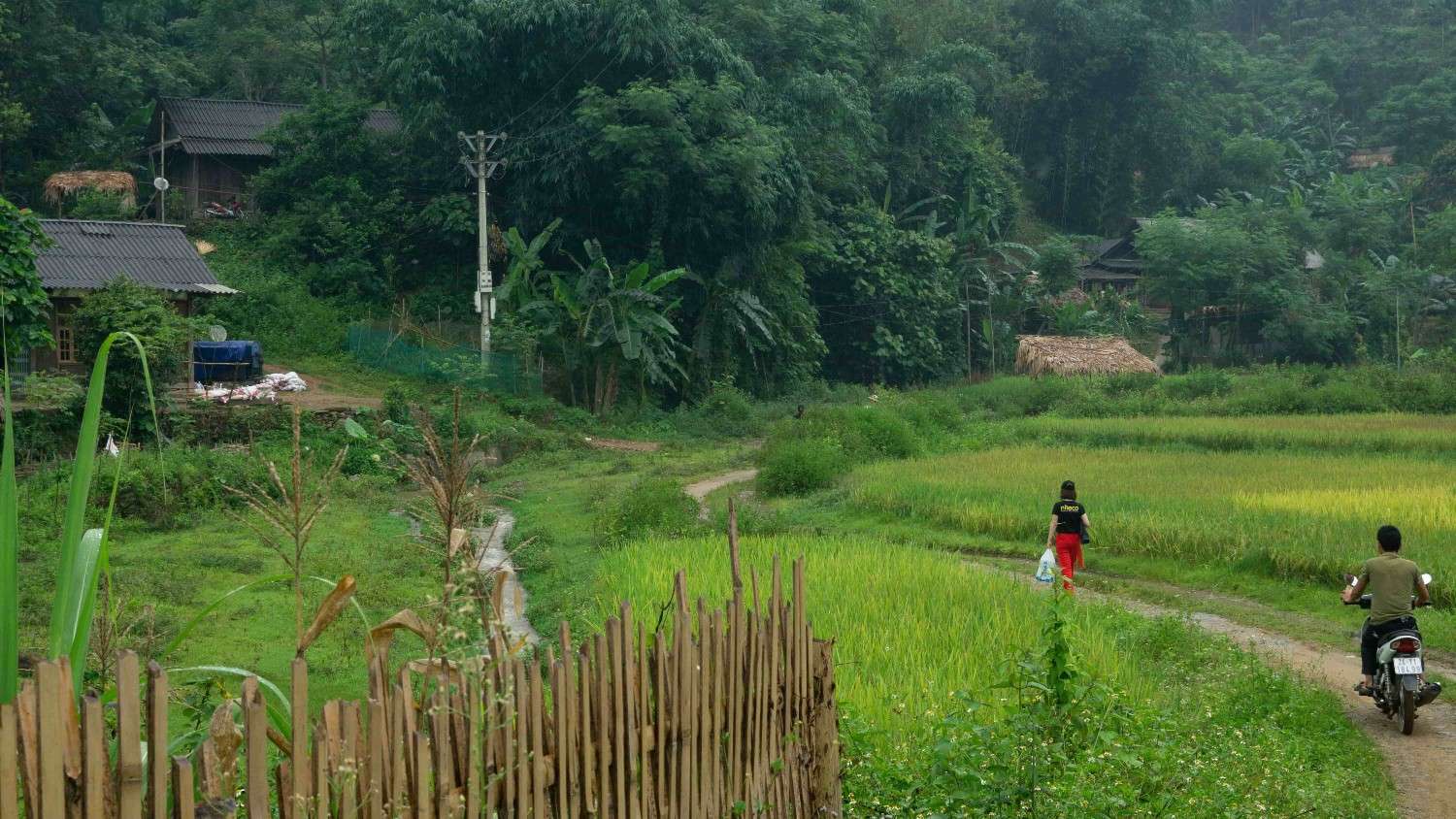 Rural village scene with green rice fields, dirt path, and wooden huts